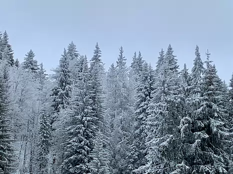 Florence Florence LP, détail sortie