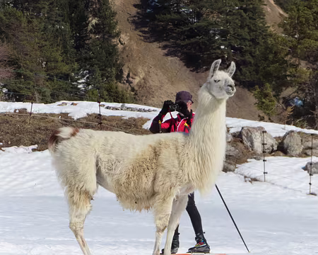 IMG_5672 des lamas ici !