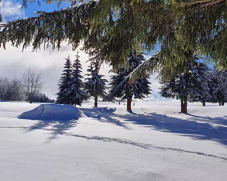 20210124_113723 beau matin de dimanche. la prochaine fois, je ferais plus de photos...