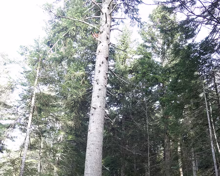 Le sapin Bellier Le sapin Bellier