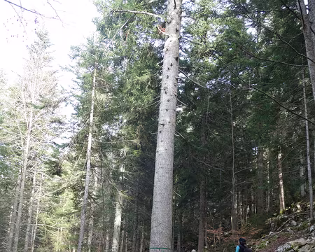 Le sapin Bellier Le sapin Bellier