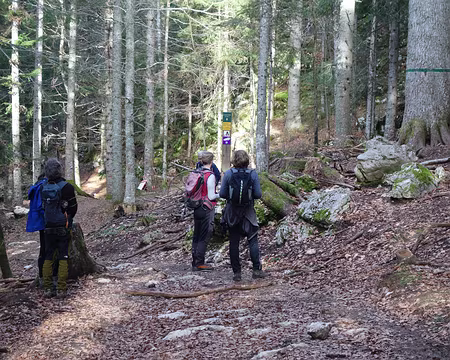 Des randonneurs admirent le sapin Bellier Des randonneurs admirent le sapin Bellier
