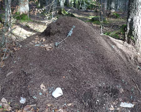 Hlm en forêt Hlm en forêt