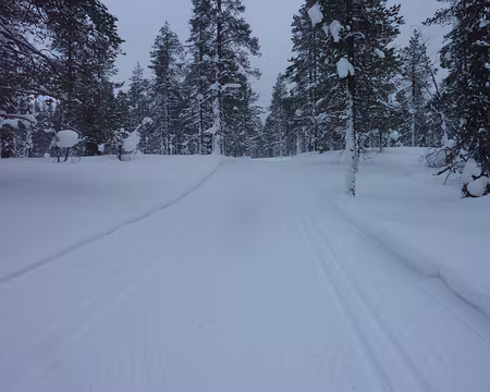 2024-02 Akäslompolo 23 Saurez-vous voir le lagopède au milieu de la piste ?