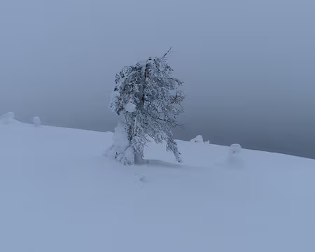 IMG_9993 Moins de neige sur les arbres qu'en 2018