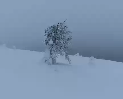 IMG_9993 Moins de neige sur les arbres qu'en 2018