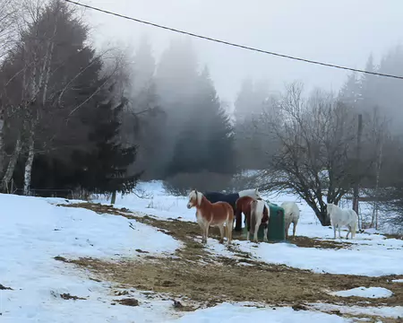 IMG_6217 Près de notre gîte, des chevaux