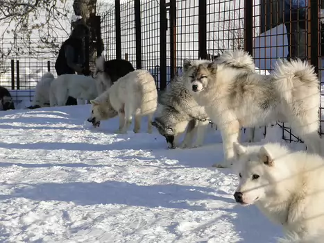2012-02 Chapelle-des-Bois détail de la sortie
