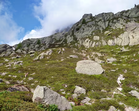 PXL025 tous les sens aux aguets.