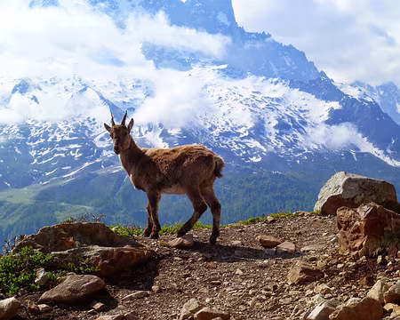 PXL031 Les palabres peuvent être longues avant qu'il suive son chemin. Nous ne commenterons donc pas ici VO2 max/D+/Kmh.