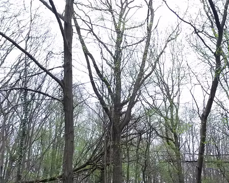 20150411_chemin Jean Racine