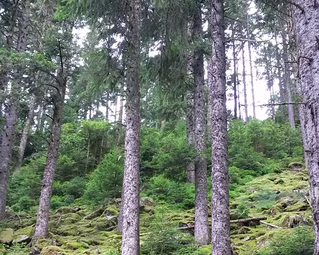 PXL008 Végétation superbe. Merci aux photographes qui nous font partager leur plaisir de la découverte!