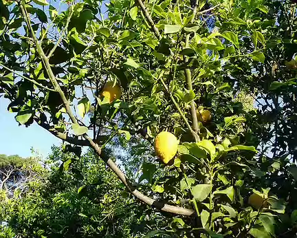 016 Les citroniers de notre pension à Cirali.