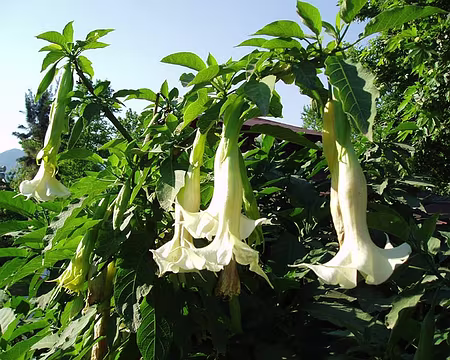 030 Datura dans le jardin.