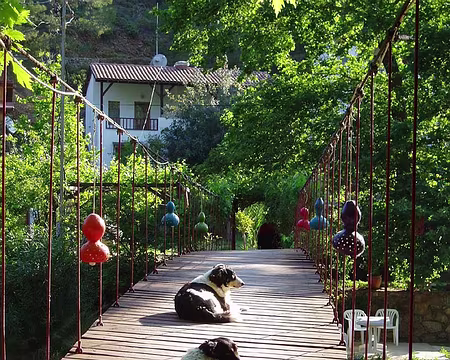 031 Les chiens de garde de la pension s'occupent du pont.