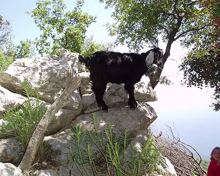 058 Attaque de chèvres.