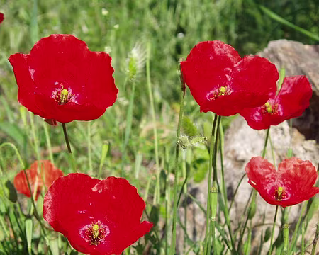 067 Coquelicots couleur turque.
