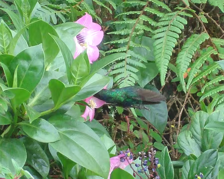 venezuela 348 colibri