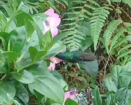 venezuela 348 colibri