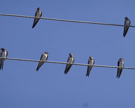 P007 Like birds on a wire...