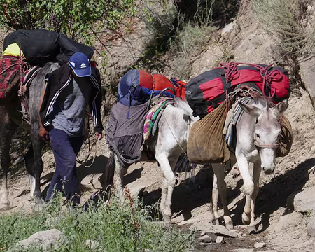 P014 Aziz et ses ânes
