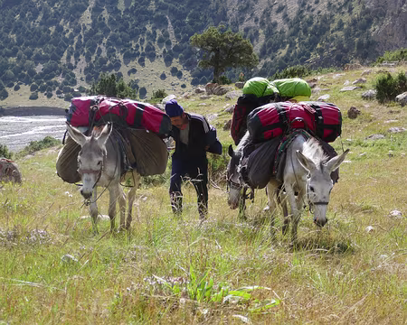 P047 Aziz et ses ânes