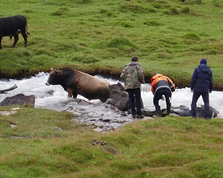 P069 Combat de taureaux près du camp. Le vaincu est dans le torrent