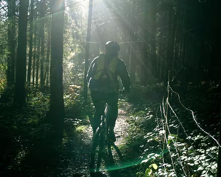 51 Ambiance crépusculaire dans le bois du Lac de Chamboux