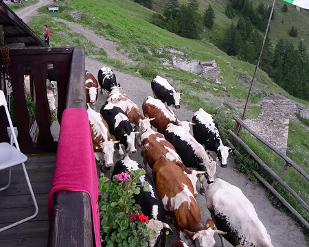 020 Les vaches qui rentrent à l'étable, c'est quand même mieux !