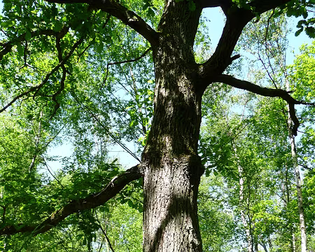 VTT_chevreuse_11_05_08_pic24