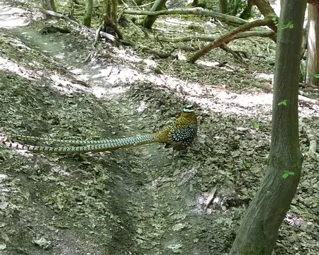 VTT_chevreuse_11_05_08_pic32