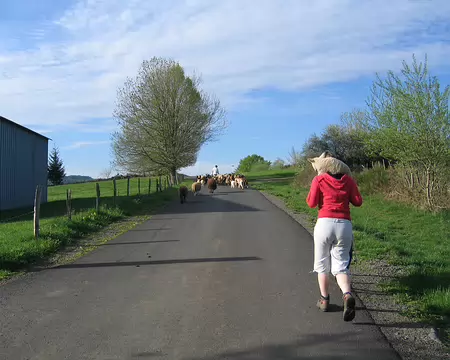 2008-05 GTMC 0016 Les moutons vont au pré