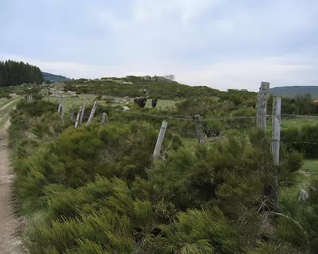 2008-05 GTMC 0050 Les aurochs du Giraldès