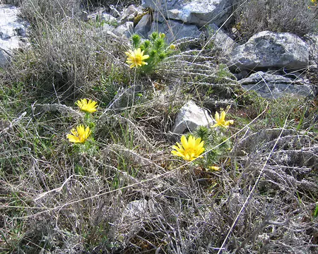 2008-05 GTMC 0077 Détail