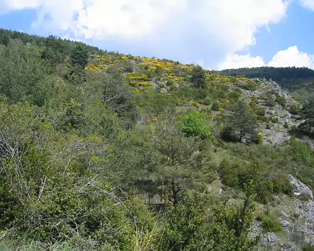 2008-05 GTMC 0093 On voit plus de genets