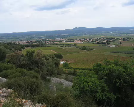 2008-05 GTMC 0113 Vignes près de Saint-Jean-de-Fos