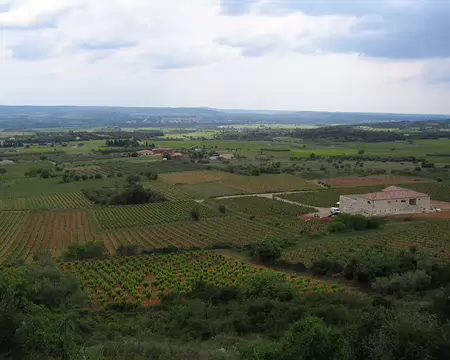 2008-05 GTMC 0114 Vignes près de Saint-Jean-de-Fos