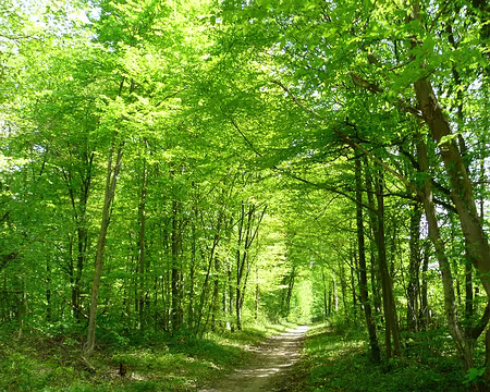 vtt_saint_germain_24