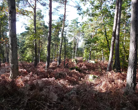 2008_10_19_VTT_FONTAINEBLEAU_pic14