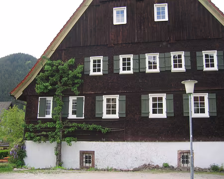 15z3015 Arbre rampant