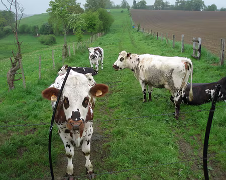 P5080006 Les vaches nous attendent