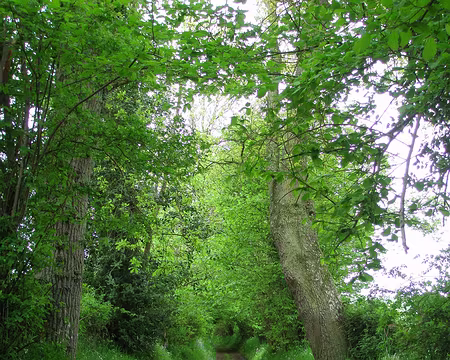 P5080008 Les chemins creux aussi !