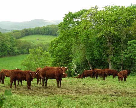 P5090095 Des étrangéres en vacances, des Salers quoi !