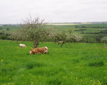 P5090116 Idéal le pommier pour se gratter le cuir !