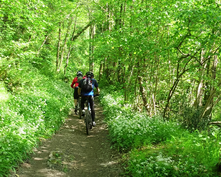 P5090156 Dans l'enfer vert