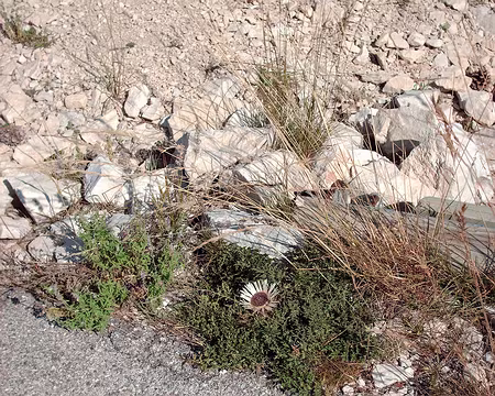 PXL063 Une fleur à identifier... Avis aux spécialistes