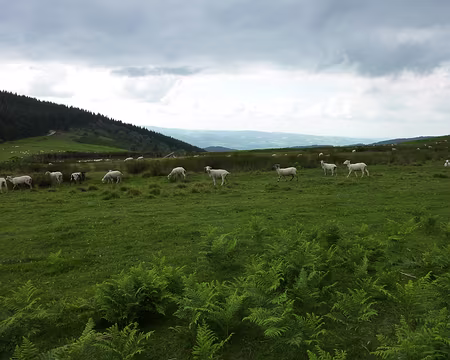 P1010573 Paysage du Forez près du col des Pradeaux
