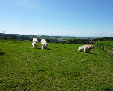 P1010595 Monsieur (à droite) a plus de mouches que Mesdames (à gauche)