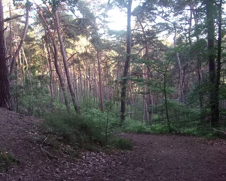 20-VTT01 (009) On pourrait se croire à Fontainebleau.