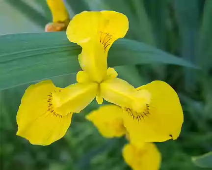 027_P5170058 Iris des marais (Iris pseudacorus L.)
